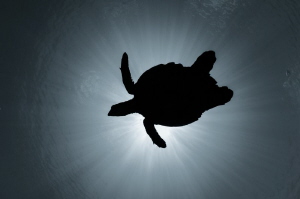 The soaring turtle.
Happy World Turtle Day! Let them live! by Dmitry Starostenkov 